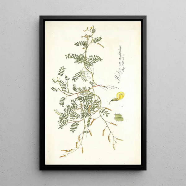 Hedysarum muricatum - Nikolaus Joseph Freiherr von Jacquin — framed artwork on a wall