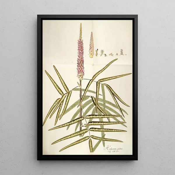 Hedysarum pictum - Nikolaus Joseph Freiherr von Jacquin — framed artwork on a wall