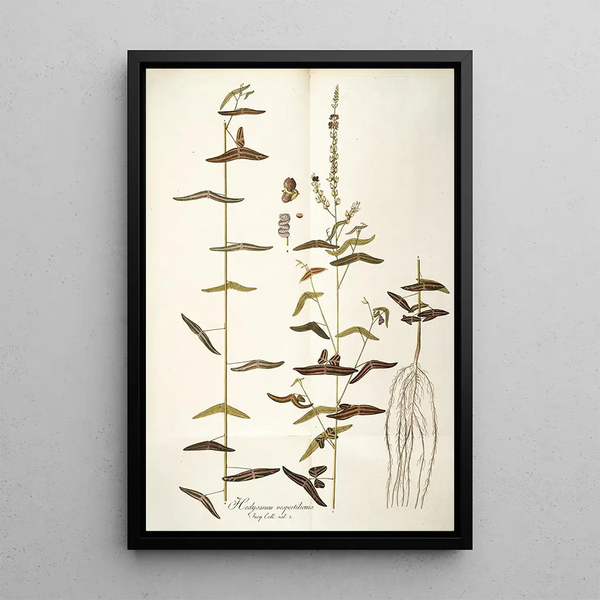 Hedysarum vespertilionis - Nikolaus Joseph Freiherr von Jacquin — framed artwork on a wall