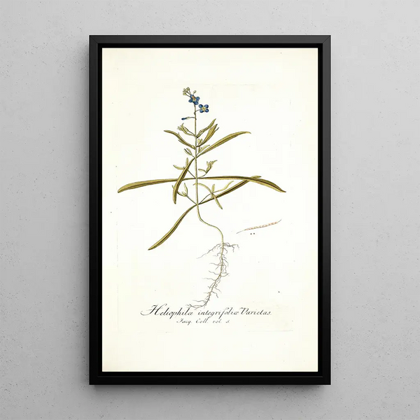 Heliophila integrifolia - Nikolaus Joseph Freiherr von Jacquin — framed artwork on a wall