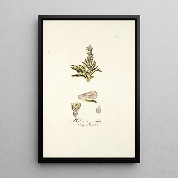 Helonias pumila - Nikolaus Joseph Freiherr von Jacquin — framed artwork on a wall