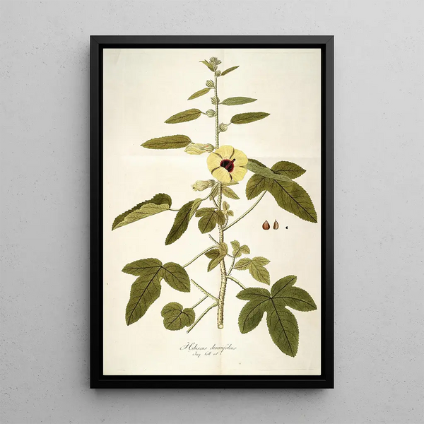 Hibiscus diversifolius - Nikolaus Joseph Freiherr von Jacquin — framed artwork on a wall