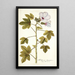 Hibiscus domingensis - Nikolaus Joseph Freiherr von Jacquin — quadro incorniciato alla parete