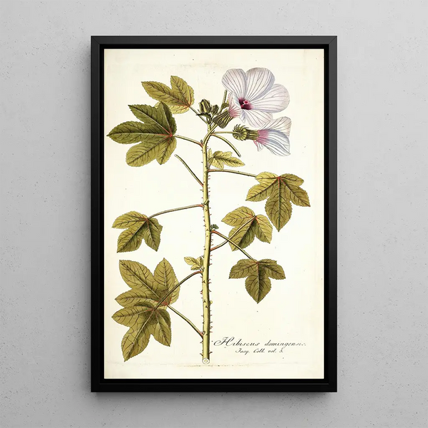 Hibiscus domingensis - Nikolaus Joseph Freiherr von Jacquin — framed artwork on a wall
