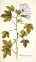 Hibiscus domingensis - Nikolaus Joseph Freiherr von Jacquin — vista dell’opera