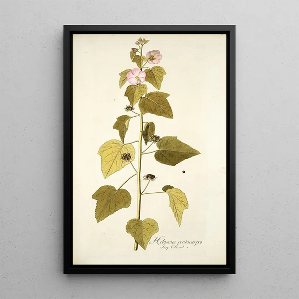 Hibiscus pentacarpos - Nikolaus Joseph Freiherr von Jacquin — framed artwork on a wall