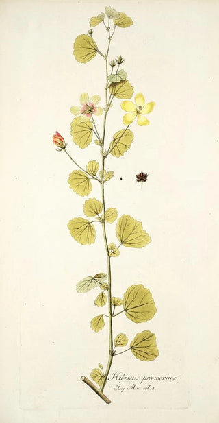 Nikolaus Joseph Freiherr von Jacquin - Hibiscus praemorsus.webp