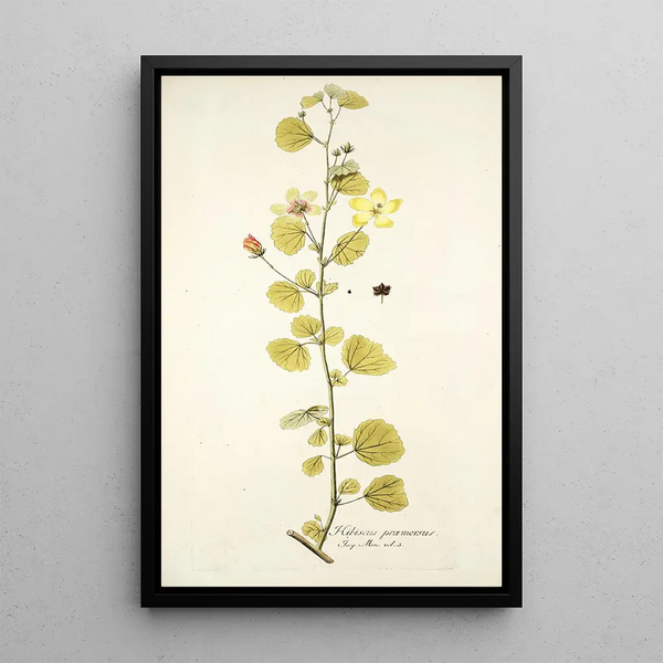 Hibiscus praemorsus - Nikolaus Joseph Freiherr von Jacquin — framed artwork on a wall
