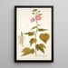 Hibiscus virginicus - Nikolaus Joseph Freiherr von Jacquin — gerahmtes Bild an der Wand