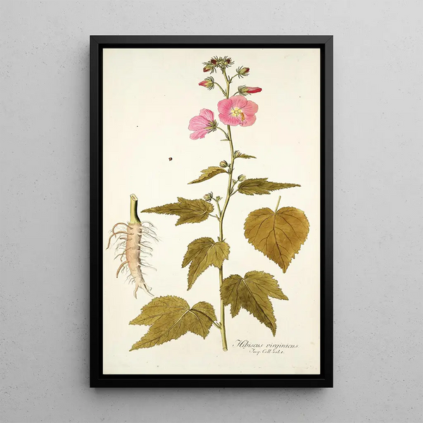 Hibiscus virginicus - Nikolaus Joseph Freiherr von Jacquin — framed artwork on a wall