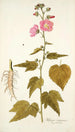 Hibiscus virginicus - Nikolaus Joseph Freiherr von Jacquin — Ansicht des Kunstwerks