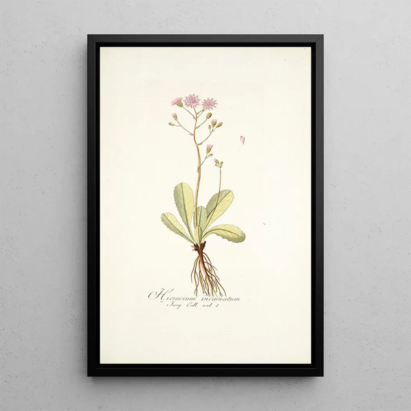 Hieracium incarnatum - Nikolaus Joseph Freiherr von Jacquin — framed artwork on a wall