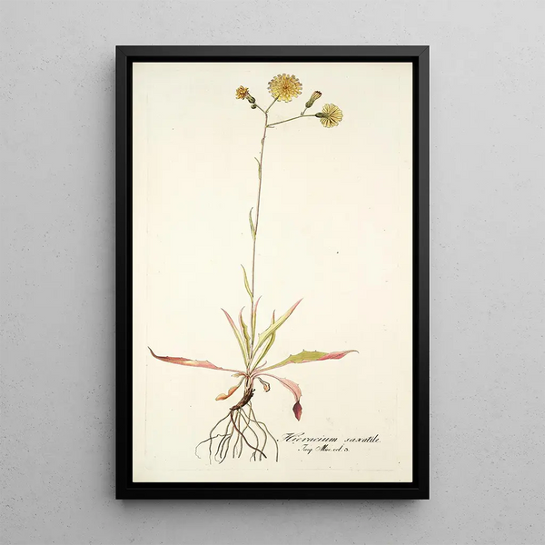 Hieracium saxatile - Nikolaus Joseph Freiherr von Jacquin — framed artwork on a wall