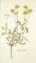 Hippocrepis balearica - Nikolaus Joseph Freiherr von Jacquin — vista dell’opera