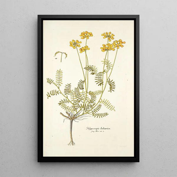 Hippocrepis balearica - Nikolaus Joseph Freiherr von Jacquin — framed artwork on a wall