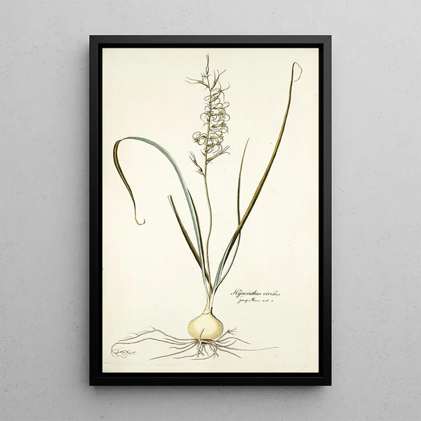 Hyacinthus viridis - Nikolaus Joseph Freiherr von Jacquin — framed artwork on a wall