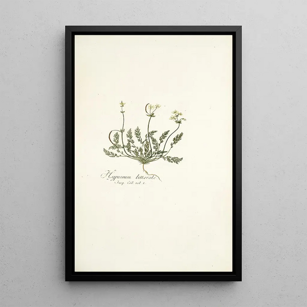 Hypecoum littorale - Nikolaus Joseph Freiherr von Jacquin — framed artwork on a wall