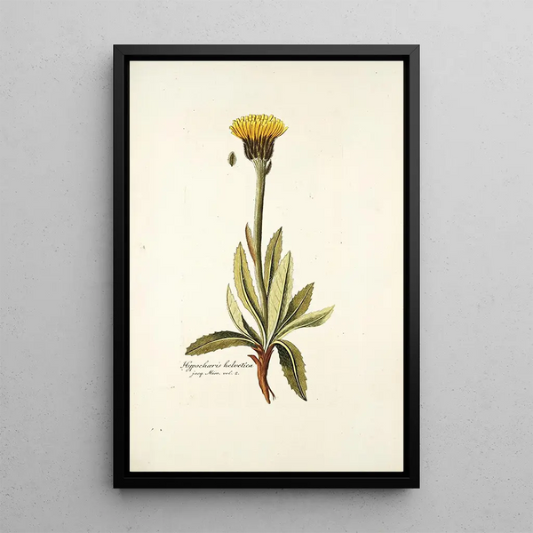 Hypochaeris helvetica - Nikolaus Joseph Freiherr von Jacquin — framed artwork on a wall