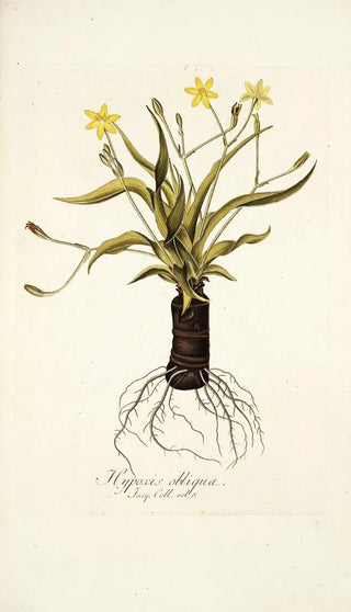 Nikolaus Joseph Freiherr von Jacquin - Hypoxis obliqua.webp