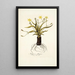 Hypoxis obliqua - Nikolaus Joseph Freiherr von Jacquin — quadro incorniciato alla parete