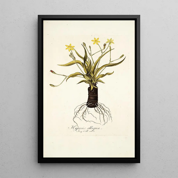 Hypoxis obliqua - Nikolaus Joseph Freiherr von Jacquin — framed artwork on a wall