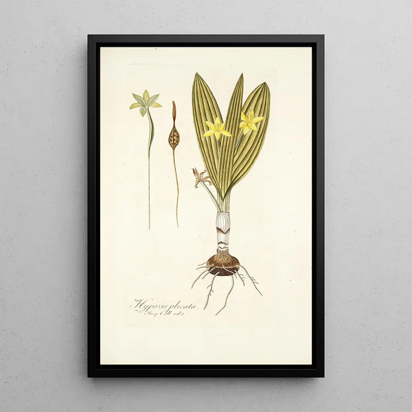 Hypoxis plicata - Nikolaus Joseph Freiherr von Jacquin — framed artwork on a wall
