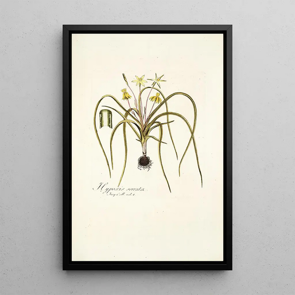Hypoxis serrata - Nikolaus Joseph Freiherr von Jacquin — framed artwork on a wall