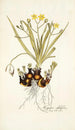 Hypoxis sobolifera - Nikolaus Joseph Freiherr von Jacquin — vista dell’opera