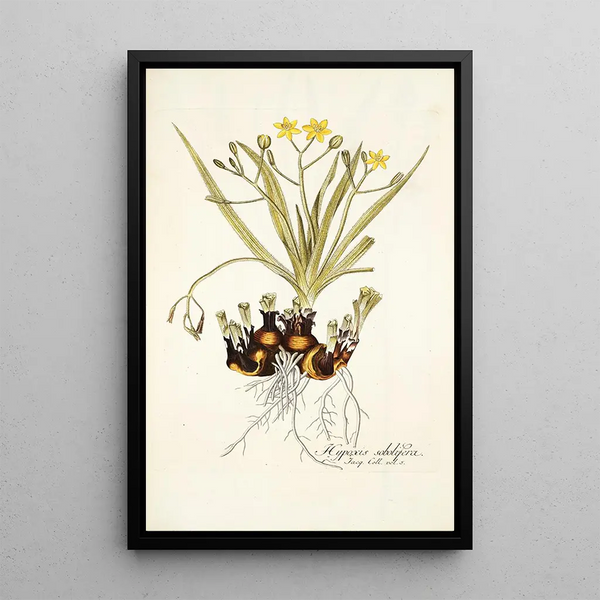 Hypoxis sobolifera - Nikolaus Joseph Freiherr von Jacquin — framed artwork on a wall