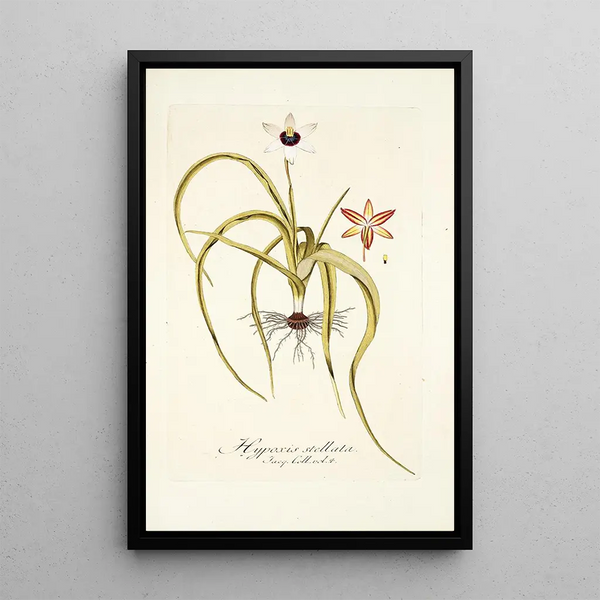 Hypoxis stellata - Nikolaus Joseph Freiherr von Jacquin — framed artwork on a wall