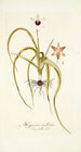 Hypoxis stellata - Nikolaus Joseph Freiherr von Jacquin — vista dell’opera