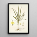 Hypoxis villosa - Nikolaus Joseph Freiherr von Jacquin — quadro incorniciato alla parete