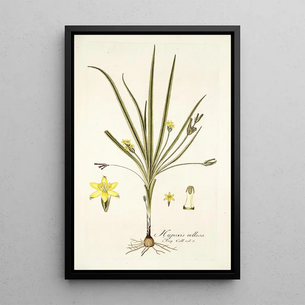 Hypoxis villosa - Nikolaus Joseph Freiherr von Jacquin — framed artwork on a wall