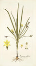 Hypoxis villosa - Nikolaus Joseph Freiherr von Jacquin — vista dell’opera