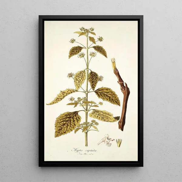 Hyptis capitata - Nikolaus Joseph Freiherr von Jacquin — framed artwork on a wall
