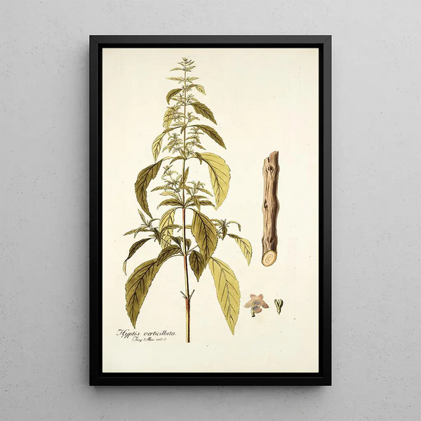 Hyptis verticillata - Nikolaus Joseph Freiherr von Jacquin — framed artwork on a wall