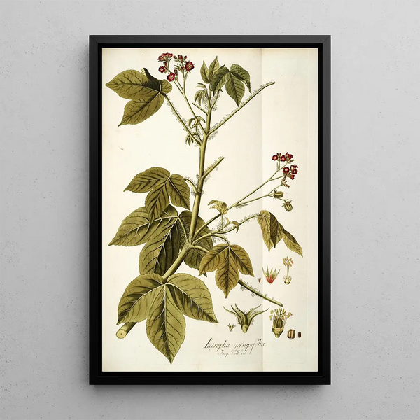 Iatropha gossypifolia - Nikolaus Joseph Freiherr von Jacquin — framed artwork on a wall