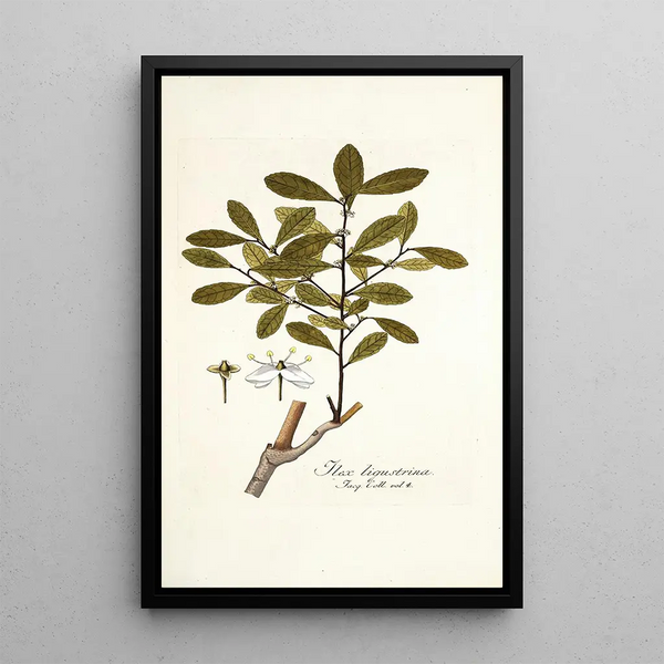 Ilex ligustrina - Nikolaus Joseph Freiherr von Jacquin — framed artwork on a wall