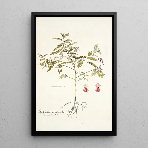 Indigofera dendroides - Nikolaus Joseph Freiherr von Jacquin — framed artwork on a wall