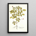 Indigofera hirsuta - Nikolaus Joseph Freiherr von Jacquin — gerahmtes Bild an der Wand