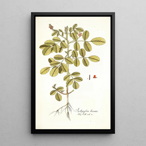 Indigofera hirsuta - Nikolaus Joseph Freiherr von Jacquin — framed artwork on a wall