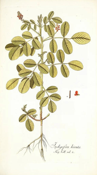 Nikolaus Joseph Freiherr von Jacquin - Indigofera hirsuta.webp