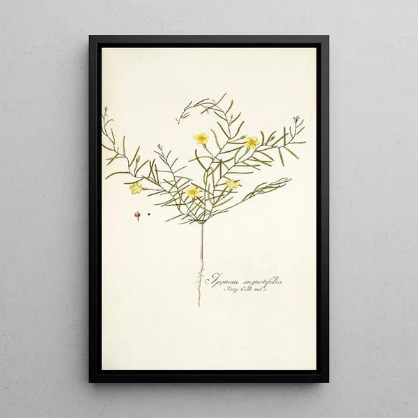 Ipomoea angustifolia - Nikolaus Joseph Freiherr von Jacquin — framed artwork on a wall
