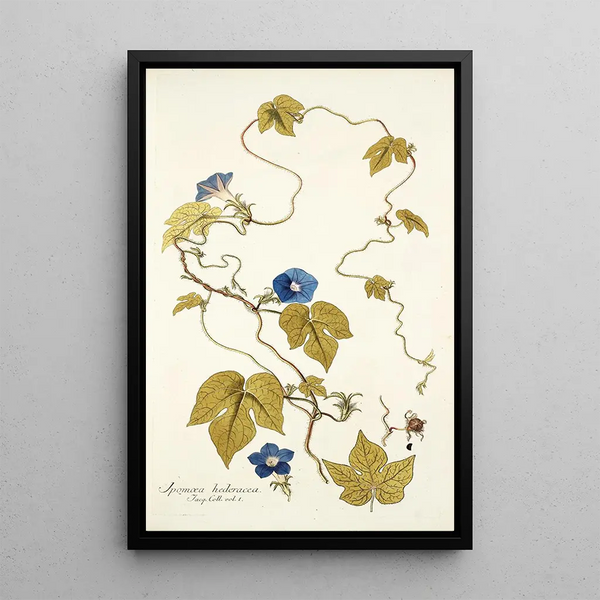 Ipomoea hederacea - Nikolaus Joseph Freiherr von Jacquin — framed artwork on a wall