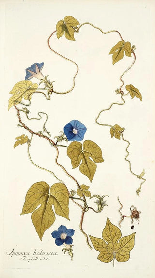 Nikolaus Joseph Freiherr von Jacquin - Ipomoea hederacea.webp