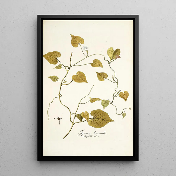 Ipomoea leucantha - Nikolaus Joseph Freiherr von Jacquin — framed artwork on a wall