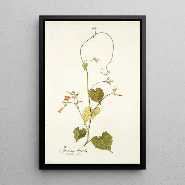 Ipomoea luteola - Nikolaus Joseph Freiherr von Jacquin — framed artwork on a wall