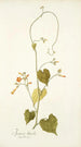 Ipomoea luteola - Nikolaus Joseph Freiherr von Jacquin — vista dell’opera