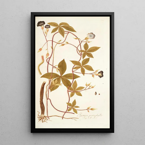 Ipomoea pentaphylla - Nikolaus Joseph Freiherr von Jacquin — framed artwork on a wall