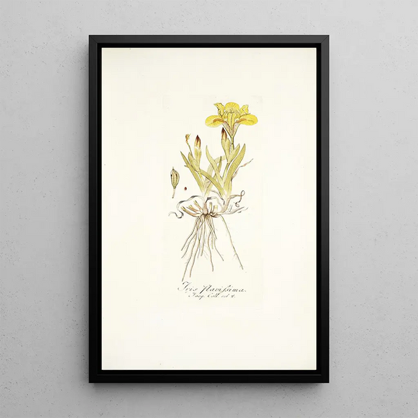 Iris flavissima - Nikolaus Joseph Freiherr von Jacquin — framed artwork on a wall